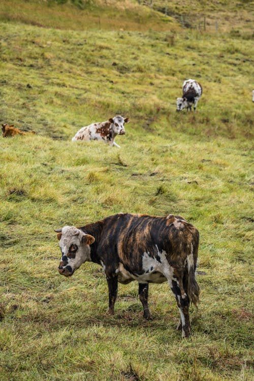 grass fed cows