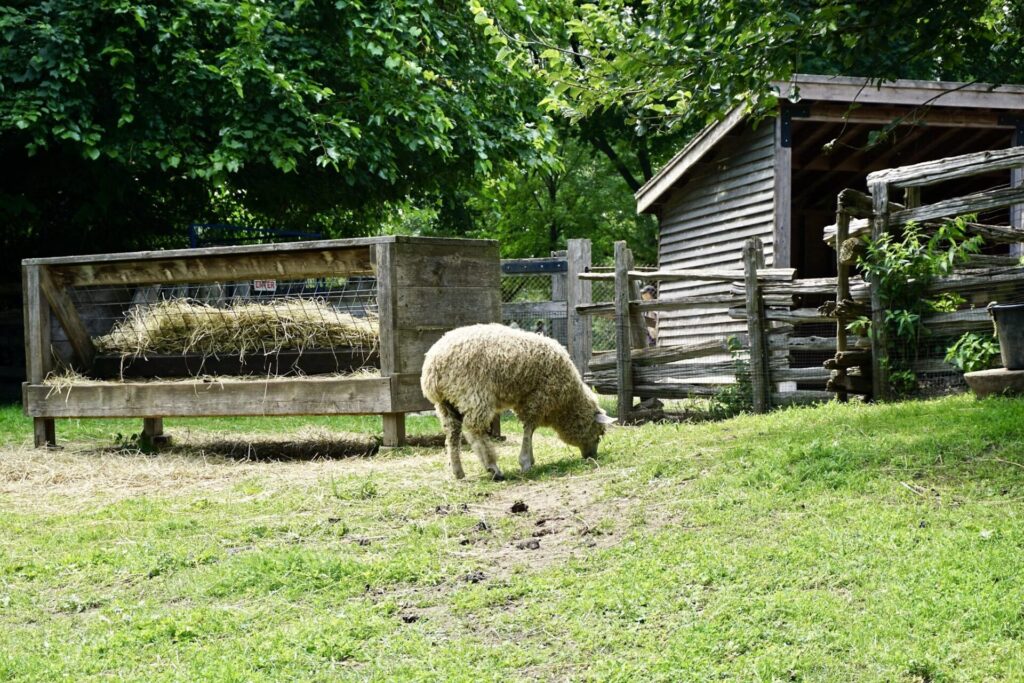 sheep on a farm