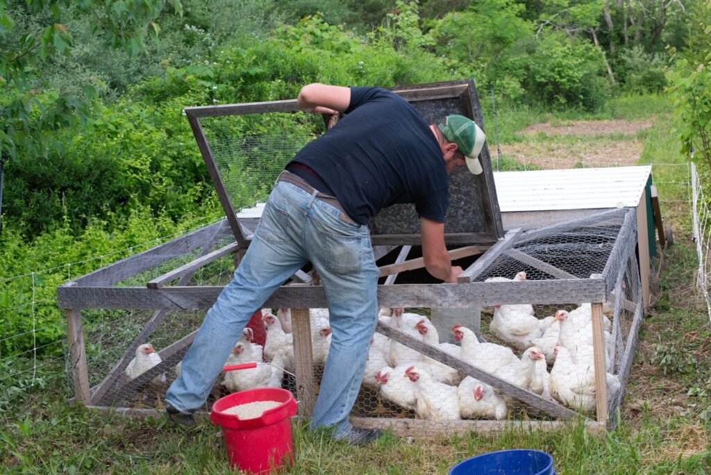 a guy feeding chickens