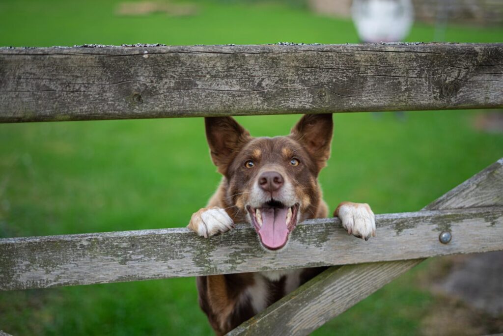 happy dog on a farm